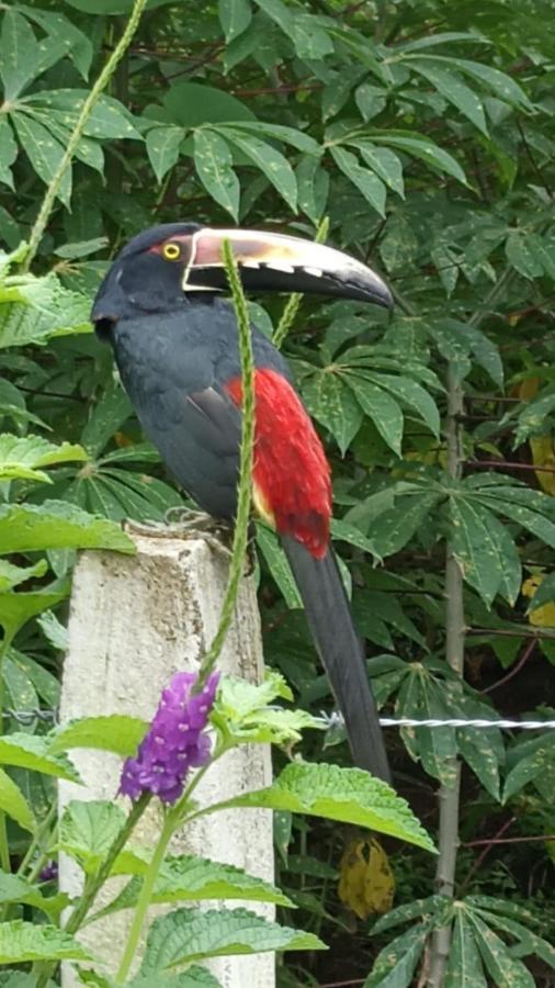 Villa Ceiba La Fortuna Buitenkant foto