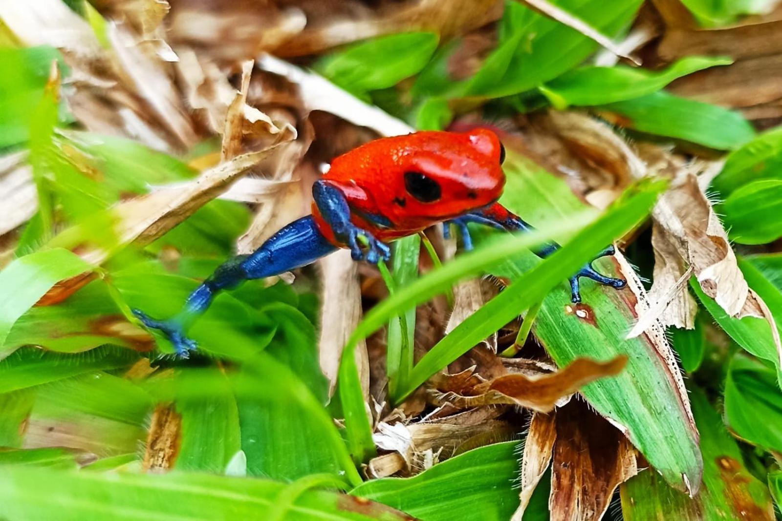Villa Ceiba La Fortuna Buitenkant foto