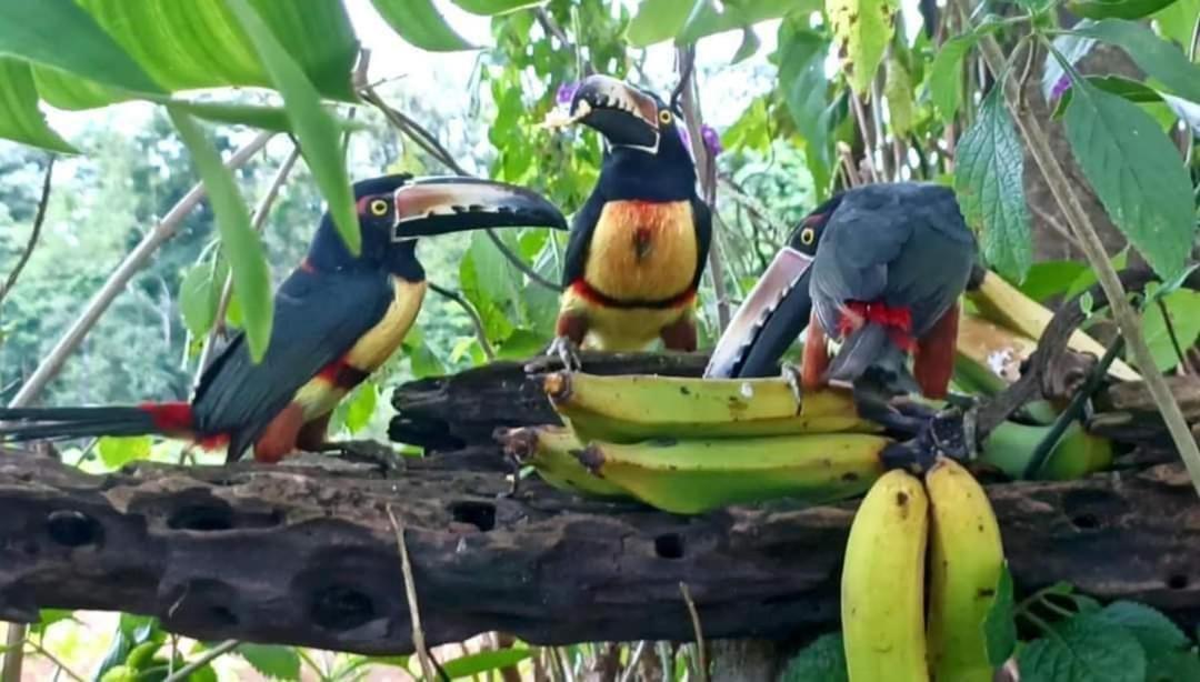 Villa Ceiba La Fortuna Buitenkant foto