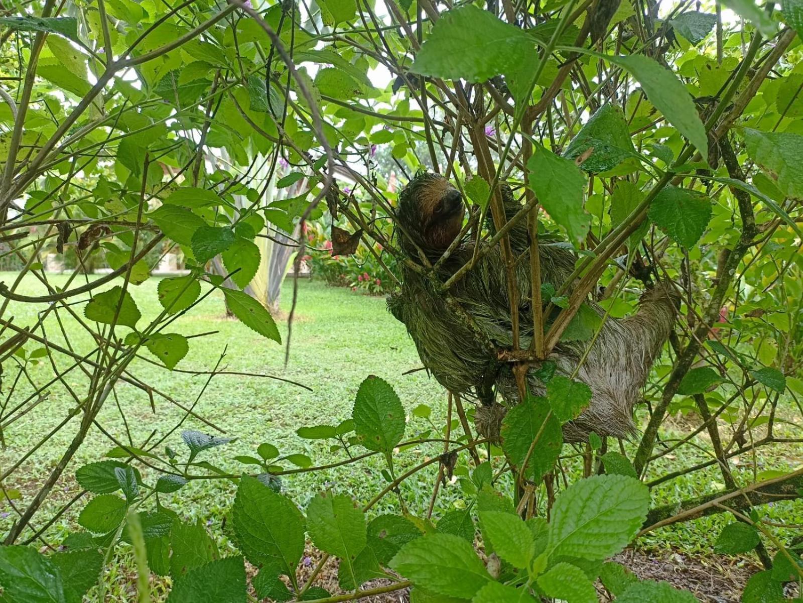 Villa Ceiba La Fortuna Buitenkant foto